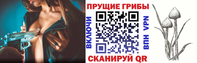Псилоцибиновые грибы Psilocybine cubensis Гаврилов-Ям